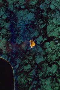 Basso Status Washburns S1000 4c Usato